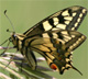 Avatar de Butterfly