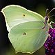 Avatar de butterflyweb