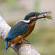 Avatar de cartos Avatar de cartos