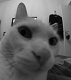 Avatar de cbienseb13