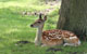 Avatar de cubitus57 Avatar de cubitus57