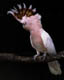 Avatar de Diakopes Avatar de Diakopes