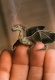 Avatar de Drago