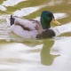 Avatar de Duckie