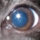 Avatar de hugues-louis