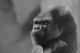 Avatar de l'grincheux Avatar de l'grincheux