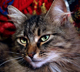 Avatar de lechatmachine