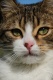Avatar de Lutka
