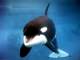 Avatar de orca