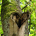 Avatar de rikyu Avatar de rikyu