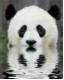 Avatar de Sushi-panda