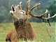 Avatar de wapiti