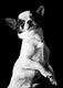 Avatar de westie92