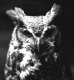 Avatar de YFG