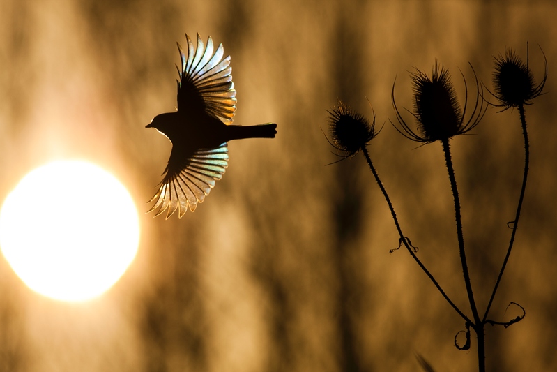 Cliquer sur la photo pour lire ou poster un commentaire