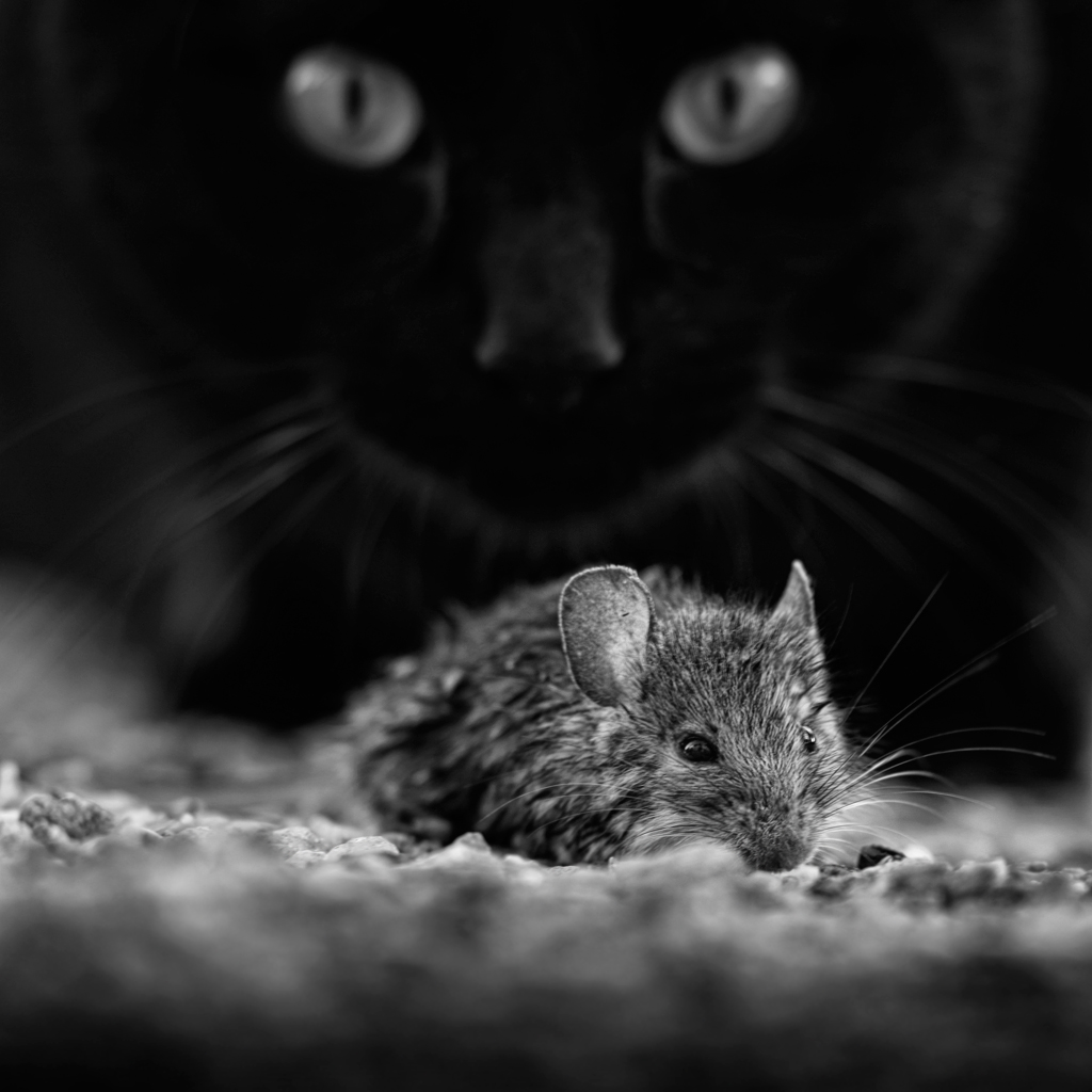 Cliquer sur la photo pour lire ou poster un commentaire