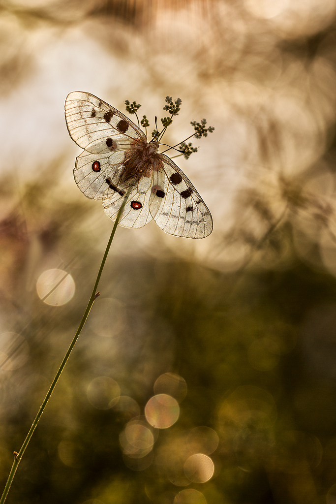 Cliquer sur la photo pour lire ou poster un commentaire