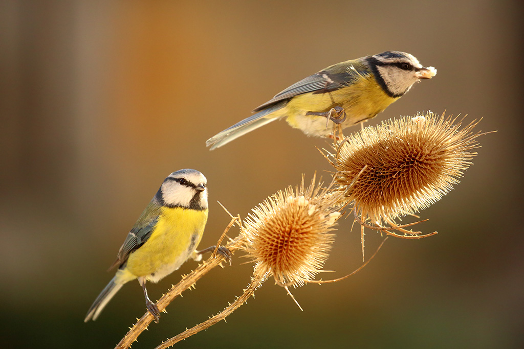 Cliquer sur la photo pour lire ou poster un commentaire