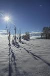 Voir la photo