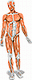 Avatar de Vetruve95