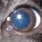 Avatar de hugues-louis