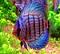 Avatar de discus