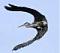 Avatar de albatros59700