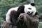 Avatar de ti panda