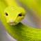 Avatar de Serpent Vert