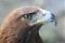 Avatar de Falcon02