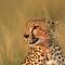 Avatar de Emmanimals