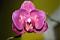 Avatar de flopette17