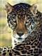 Avatar de jaguar placide