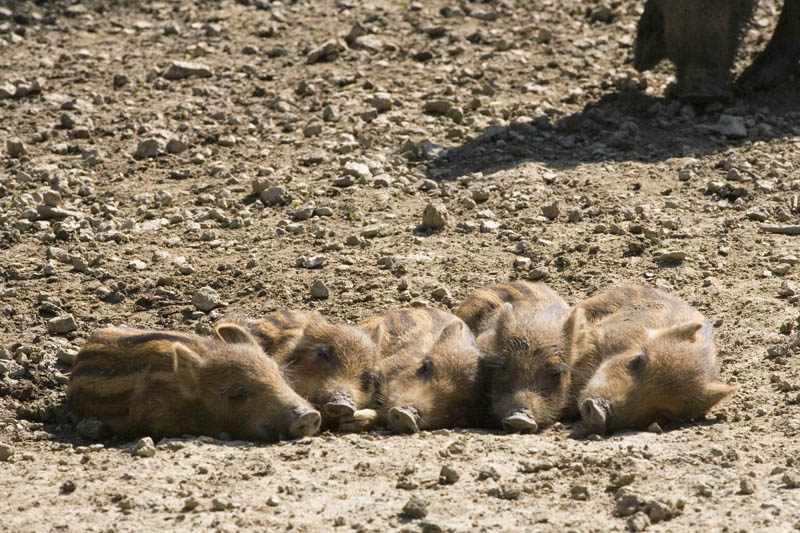 Comment S'appelle Le Petit Du Sanglier voici les bébé sanglier