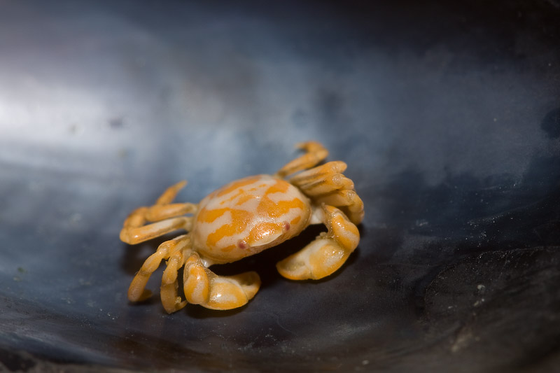 Bebe Crabe Cuit Bebe Crabe Cuit