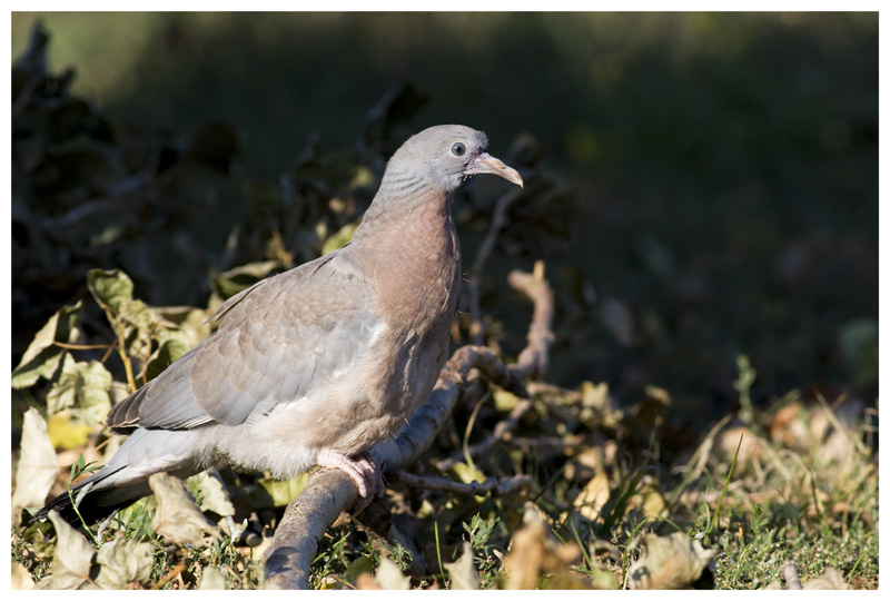 Jeune Pigeon Ramier Jeune Pigeon Ramier