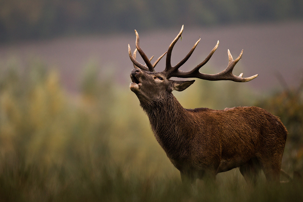Brame du cerf